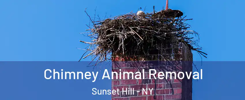 Chimney Animal Removal Sunset Hill - NY