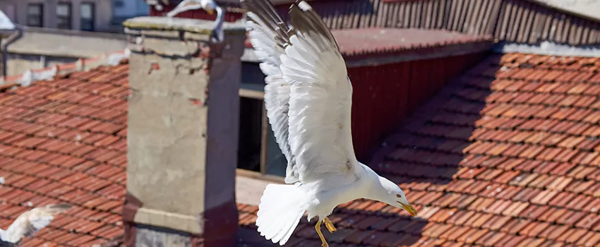 Residential Chimney Animal Removal Solution in Mariners Harbor, NY