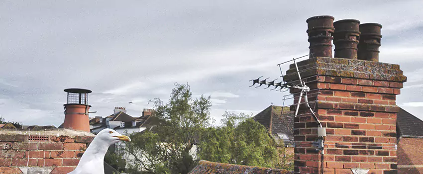 Chimney Cleaning And Restoration in Greenridge, New York